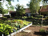 Schattenstauden